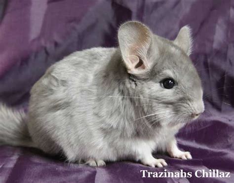 chinchilla for sale|baby chinchillas for adoption.